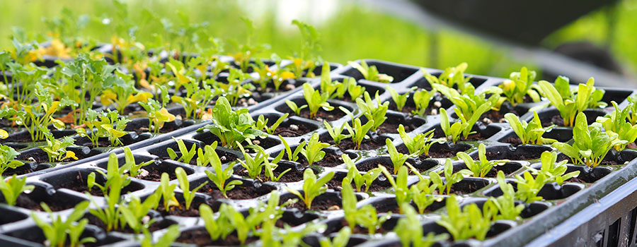 seedling tray