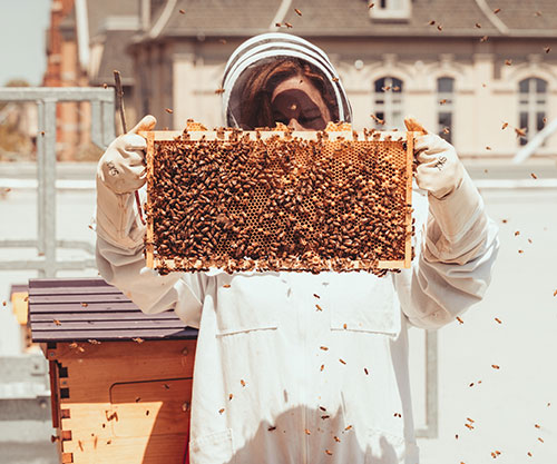 sustainability-apiary.jpg