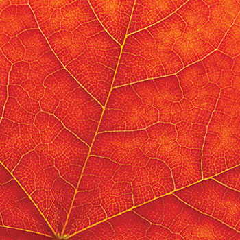 Laurier red leaf