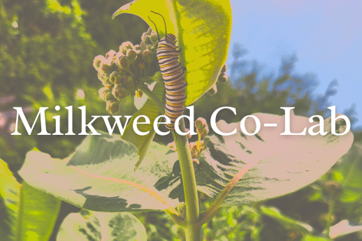 Milkweed Co-Lab