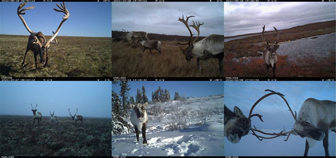 Caribou on trail monitor