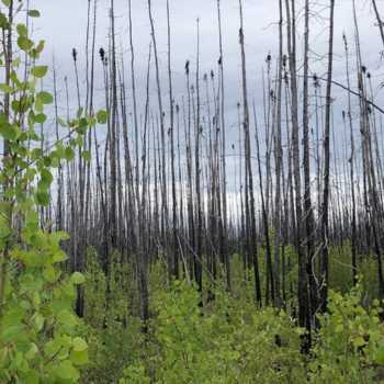 northern boreal forests