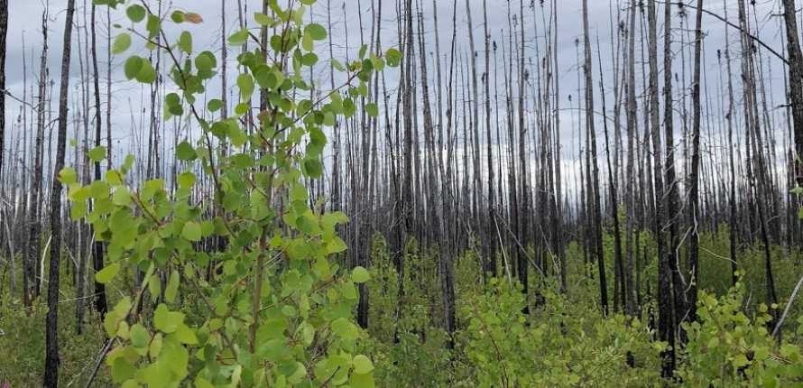 Wildfire impacts on northern boreal forests