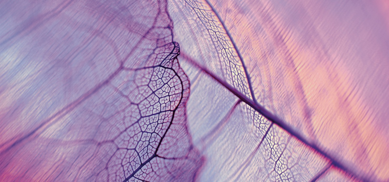 Purple leaf