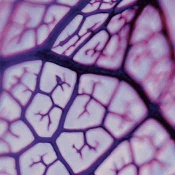 Leaf veins