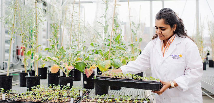student works in greenhouse