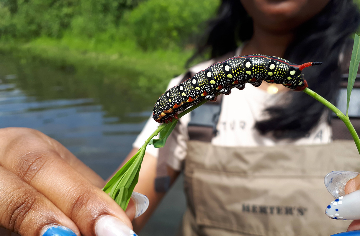 High school student holding a caterpillar while standing in the Grand River