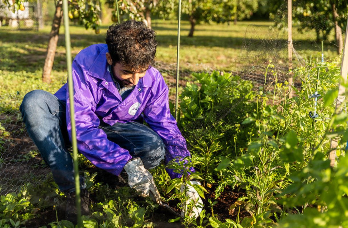 Northdale Community Garden