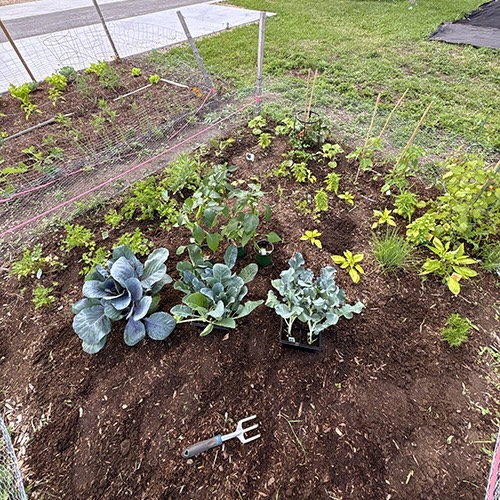 Garden plot with plants starting to grow