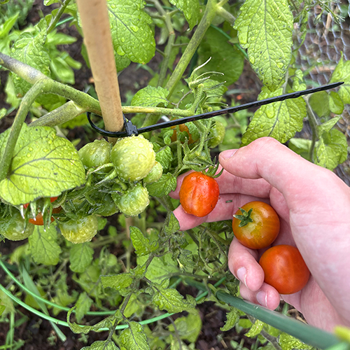Hand picking tomatoes from stock