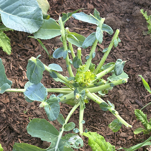 Plant with leaves eaten off