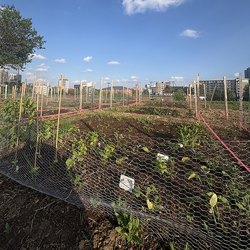 Garden plot with young plants fenced in by chicken wire