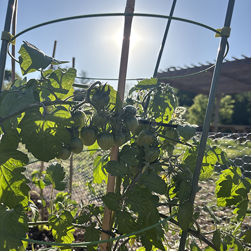 Tomato plant in the sunlight