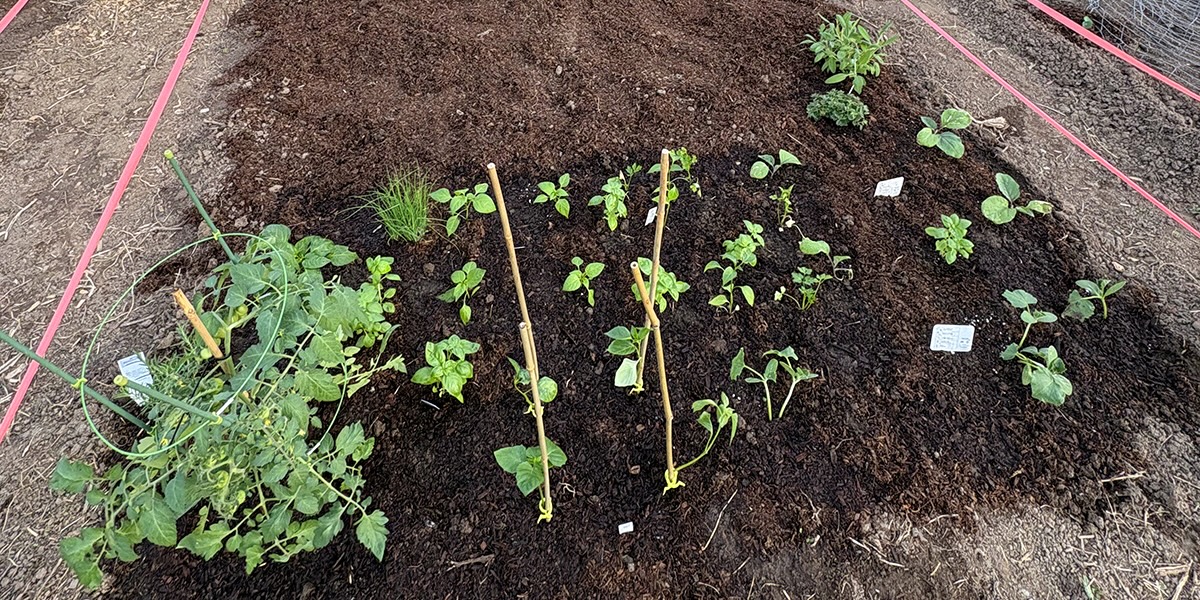 Freshly planted garden with seedlings and wet soil