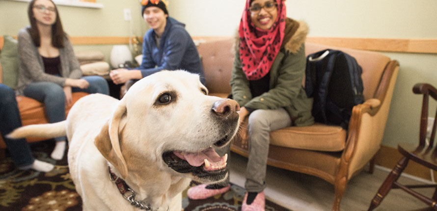 therapy dog