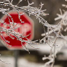 ice in trees