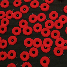 poppies on black background