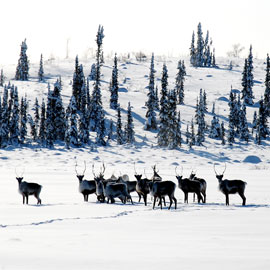 Laurier Cold Regions Research Centre to host lecture on caribou decline in Northwest Territories
