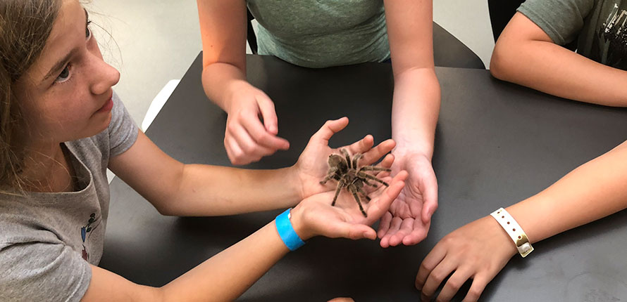 Campers holding a tarantula in their hands.