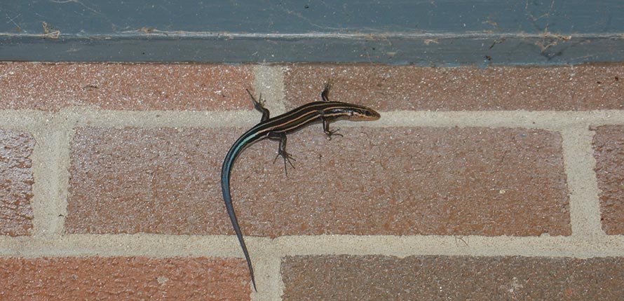 Five-lined skink lizard on a brick wall.