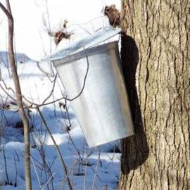 Experience Indigenous history of maple syrup through a sugar bush workshop