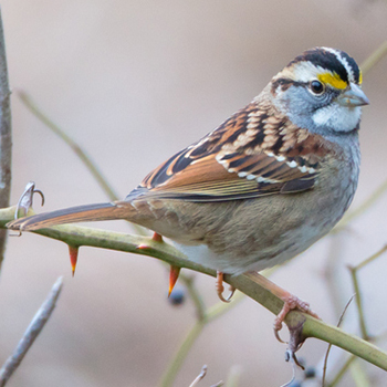 Laurier researcher discovers white-throated sparrows' new song has spread across the continent