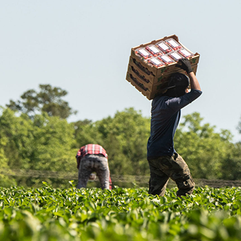 Protecting migrant agricultural workers during COVID-19 pandemic.