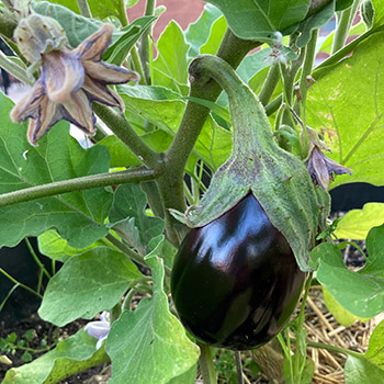 Eggplants