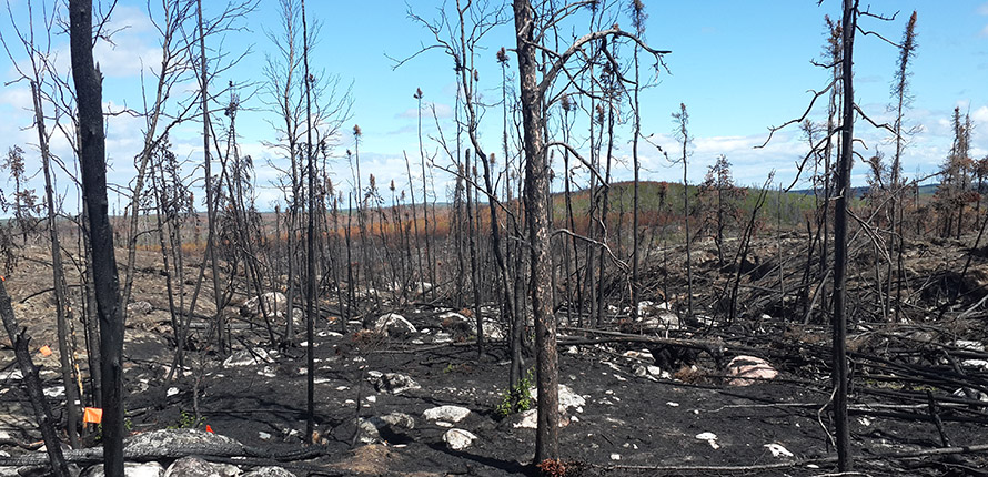 Burnt trees after wildfire