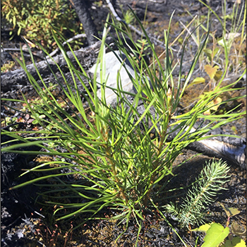 Black spruce forests becoming less resilient following wildfires.