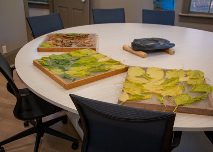 Tobacco leaves drying on a table