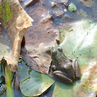 Frog in a pond