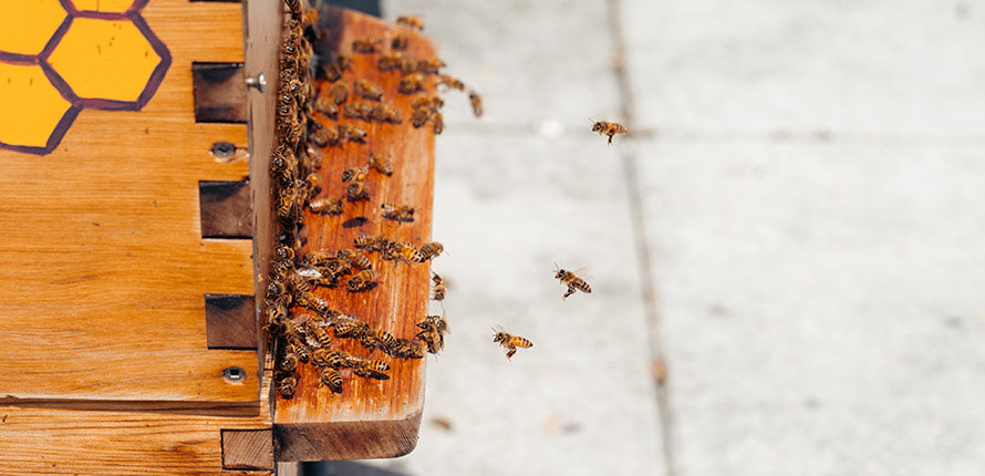 Laurier Brantford bees entering beehives