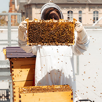 Apiary on Laurier’s Brantford campus helps with sustaina-BEE-lity initiatives