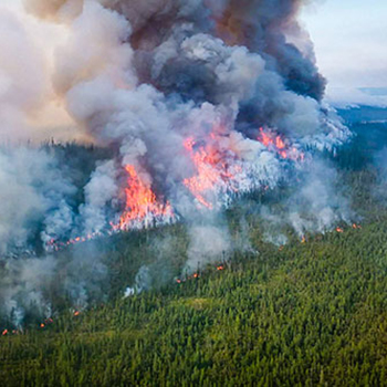 Forest fire