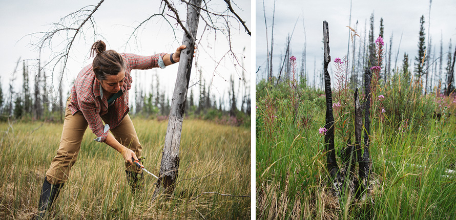 Jennifer Baltzer measuring a tree stump