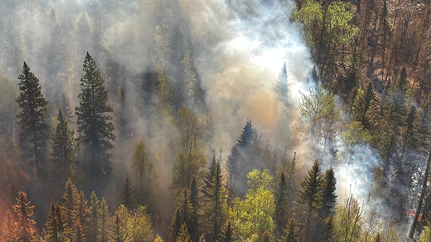 Smoke blowing over forest