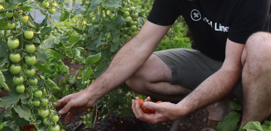 A farmer collecting tomatos