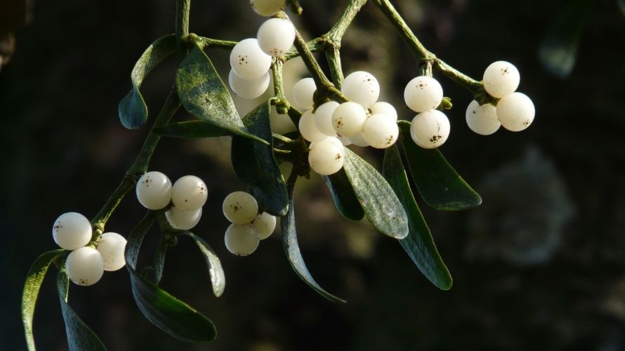 Mistletoe