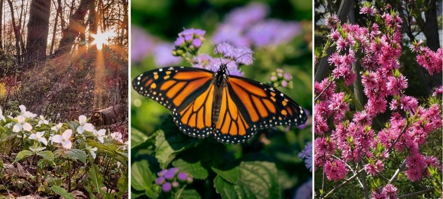 Flowers and insects