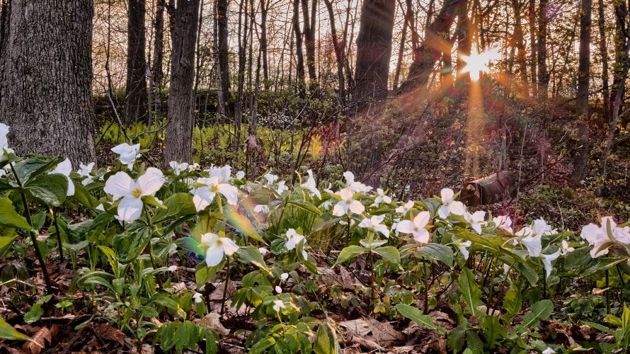 Trilliums growing in a forest