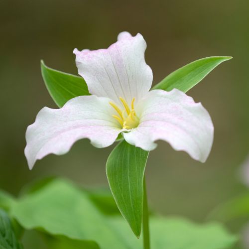Trillium