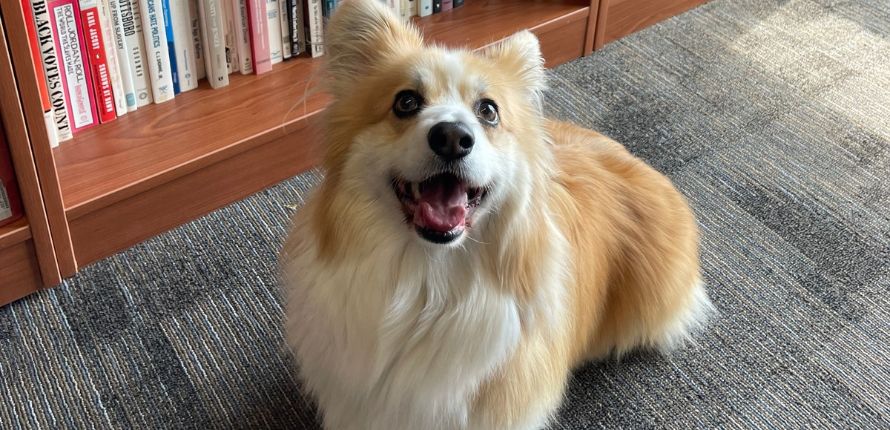 A Welsh Corgi